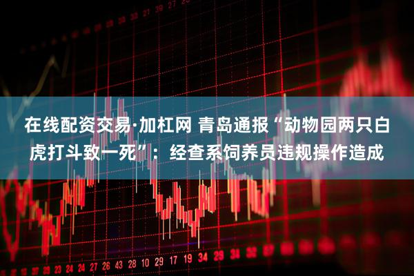 在线配资交易·加杠网 青岛通报“动物园两只白虎打斗致一死”：经查系饲养员违规操作造成